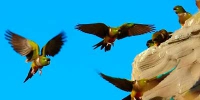 Loros Barranqueros